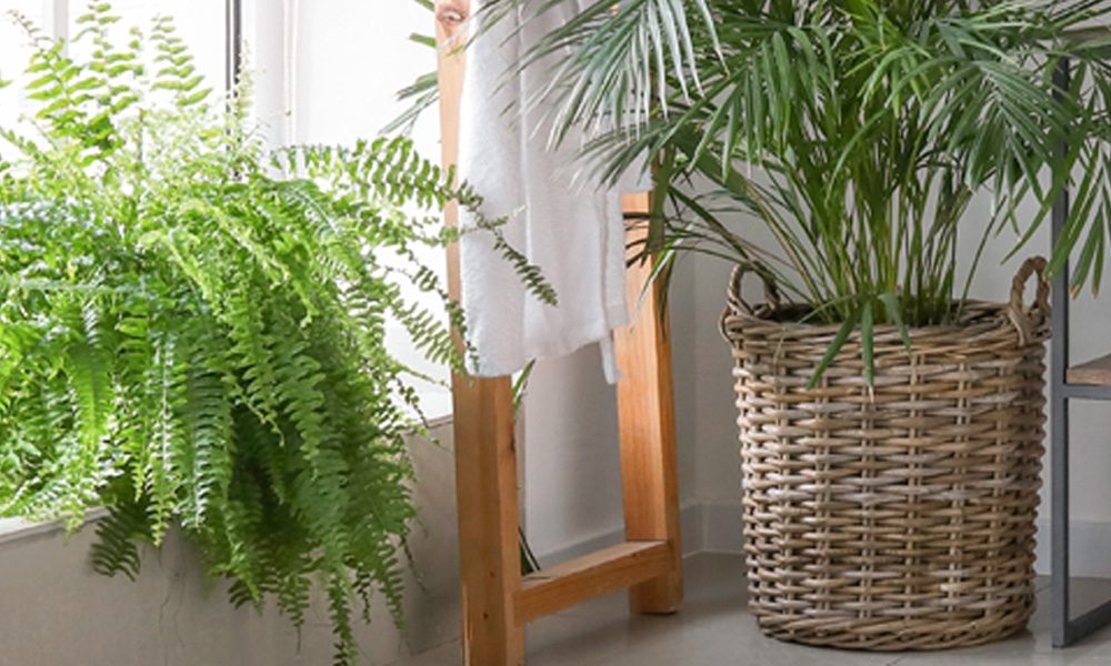 Indoor Plant Baskets Eddingtons